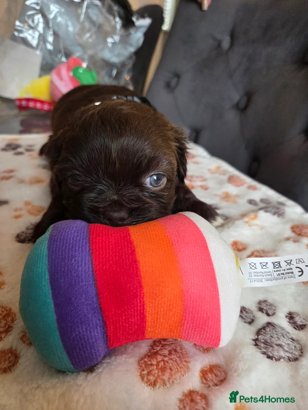 Shih Tzu dogs for stud: Shih Tzu For Stud - Advert 10