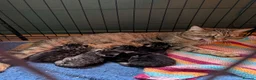 Mixed Breed cats for sale: Beautiful kittens ready for new homes NOW! in King's Lynn - Advert 37