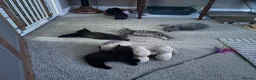 Mixed Breed cats for sale: Twin females - Advert 15
