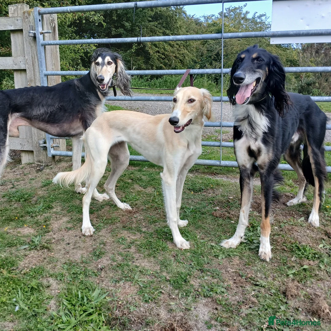 Saluki dogs for stud: Kc reg pure saluki  - Advert 5