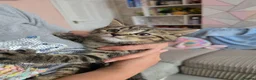 Mixed Breed cats for sale: Last kitten looking lovely new home  - Advert 9
