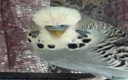 Budgerigars birds for sale: Young budgies for sale - Image 2