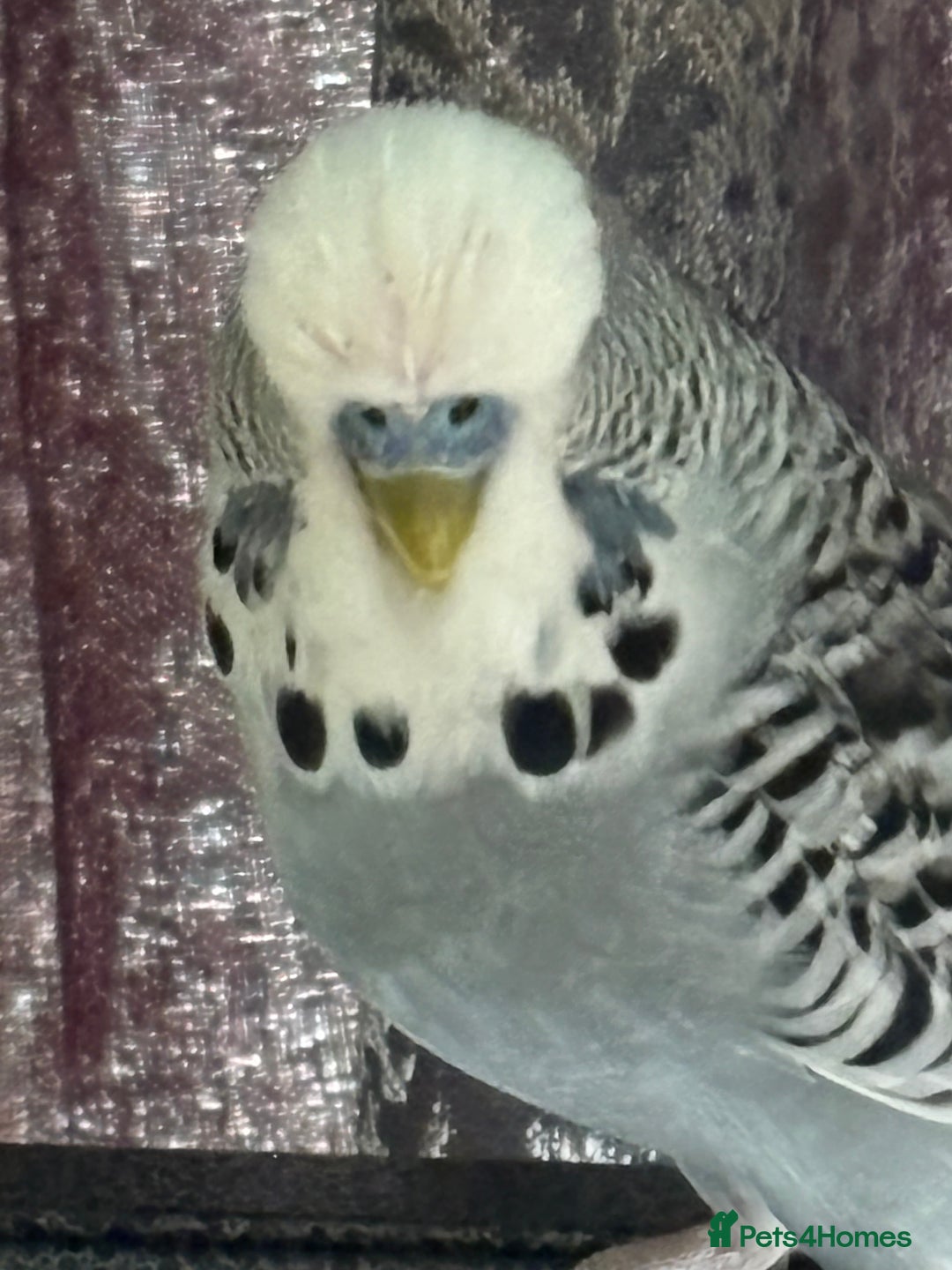 Budgerigars birds for sale: Young budgies for sale - Image 2