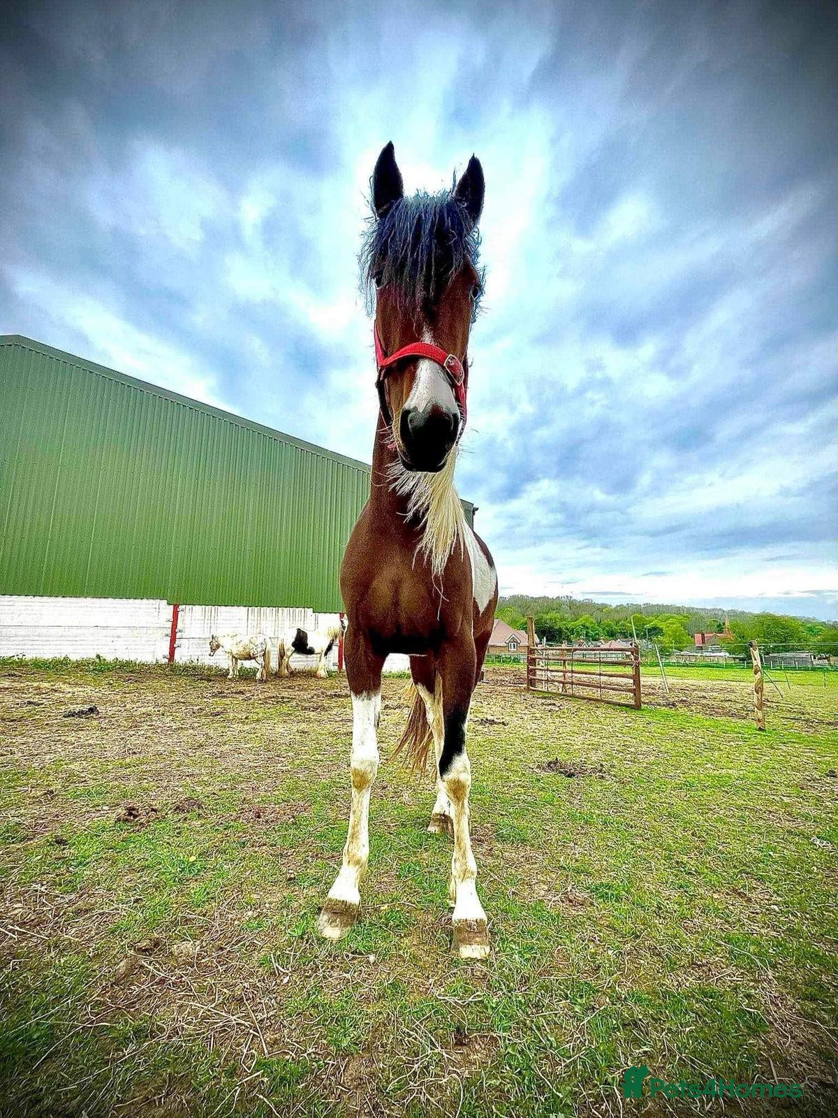 American Standardbred horses ✨destiny✨ - Advert 1