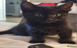 Mixed Breed cats for sale: 2 x male kittens - Image 8