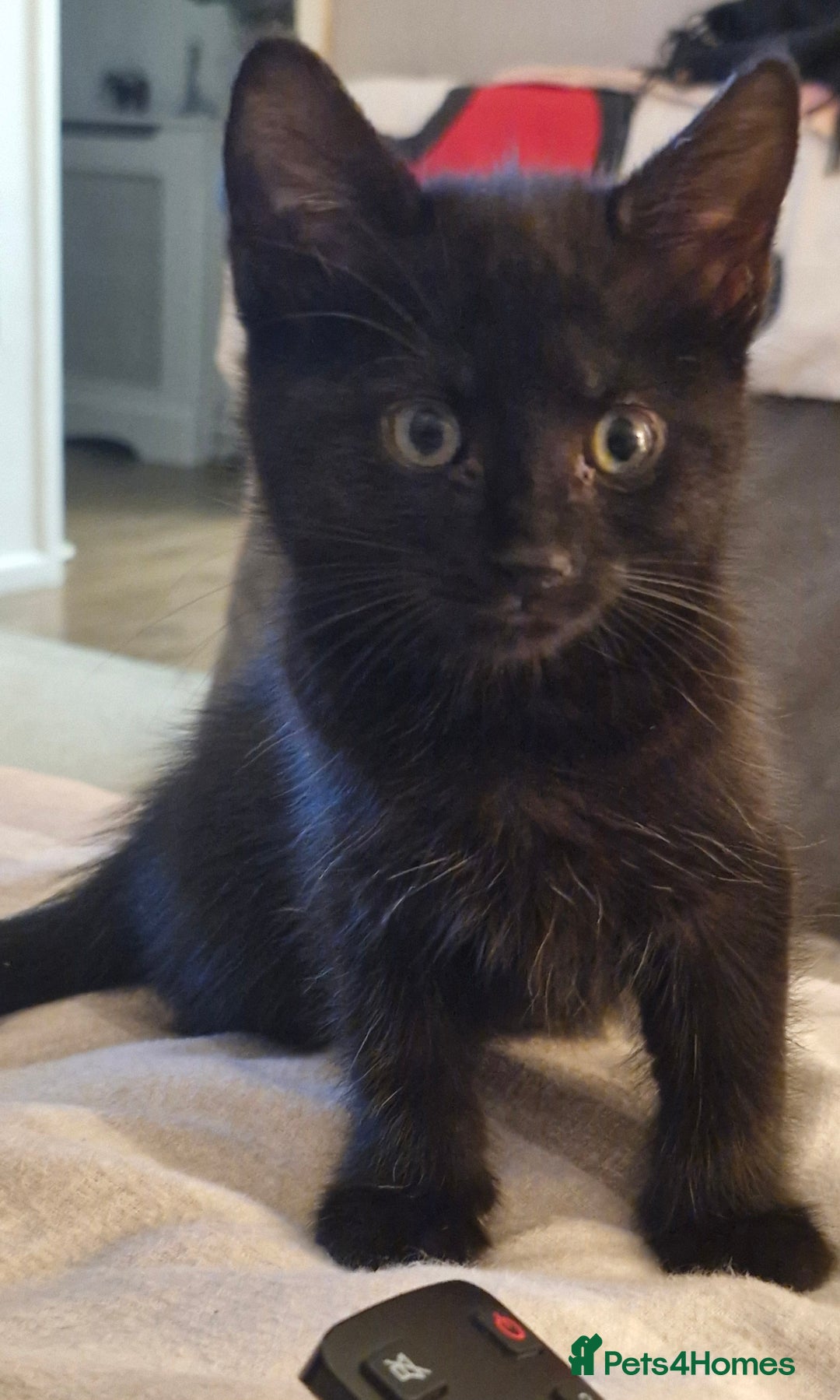 Mixed Breed cats for sale: 2 x male kittens - Image 8