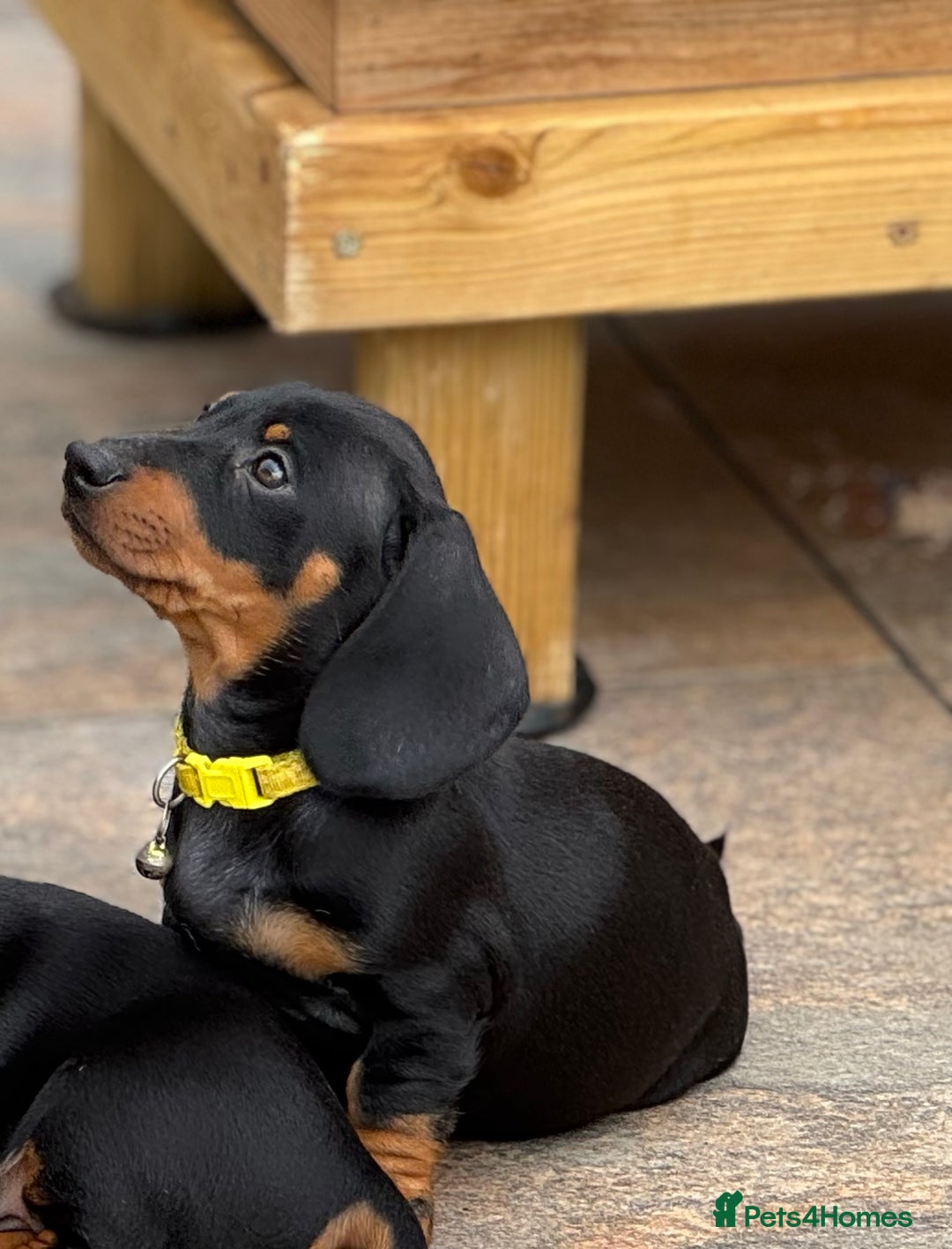 Dachshund dogs for sale: 🐾Dachshund puppies 🐾 - Image 3