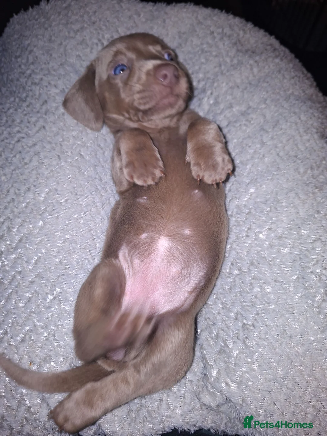 Miniature Dachshund dogs for sale: Beautiful Mini Dachshund Puppies  - Advert 2