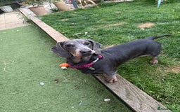 Miniature Dachshund dogs for sale: Miniature dachshund girl  - Image 2