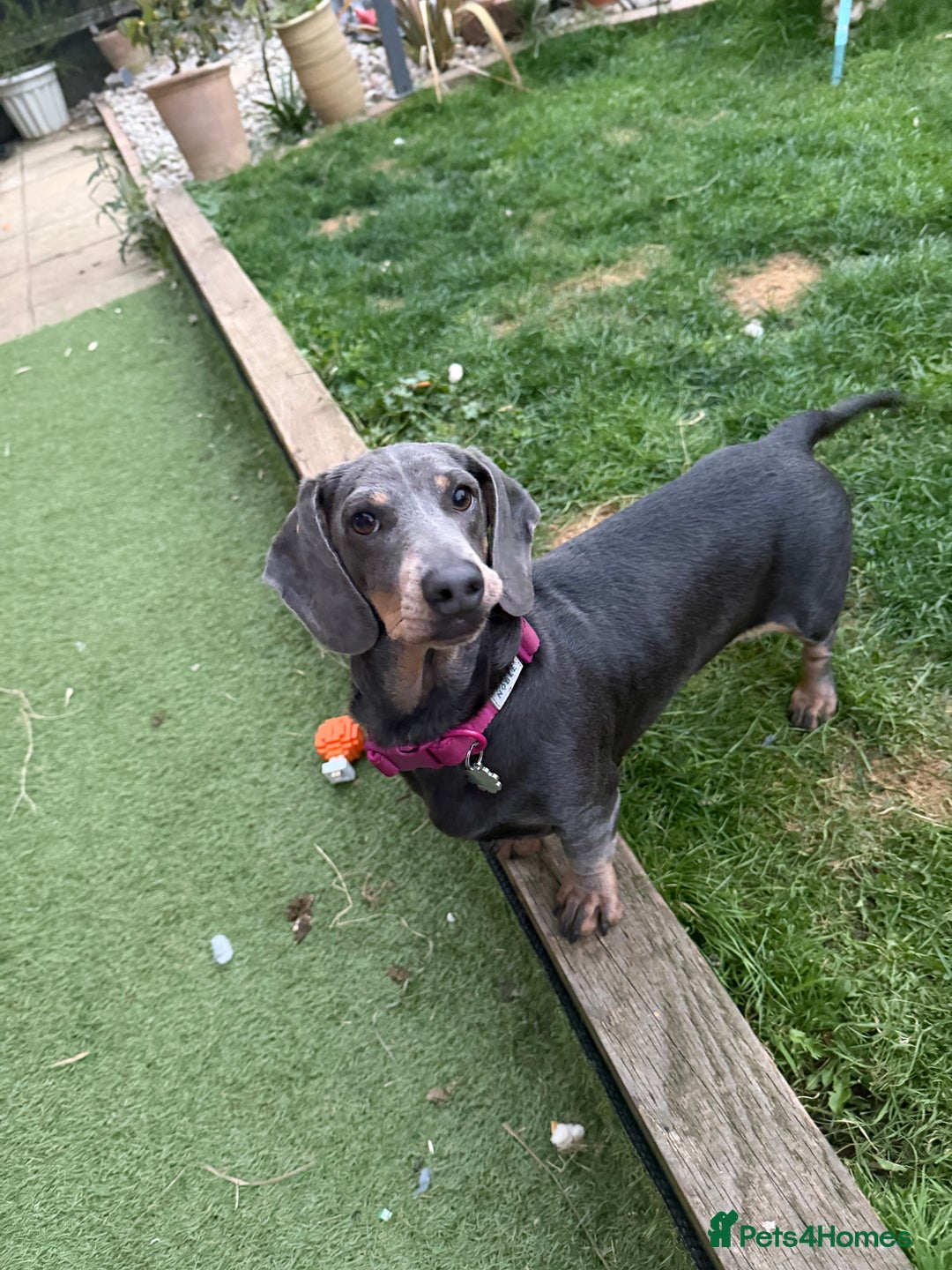 Miniature Dachshund dogs for sale: Miniature dachshund girl  - Image 2