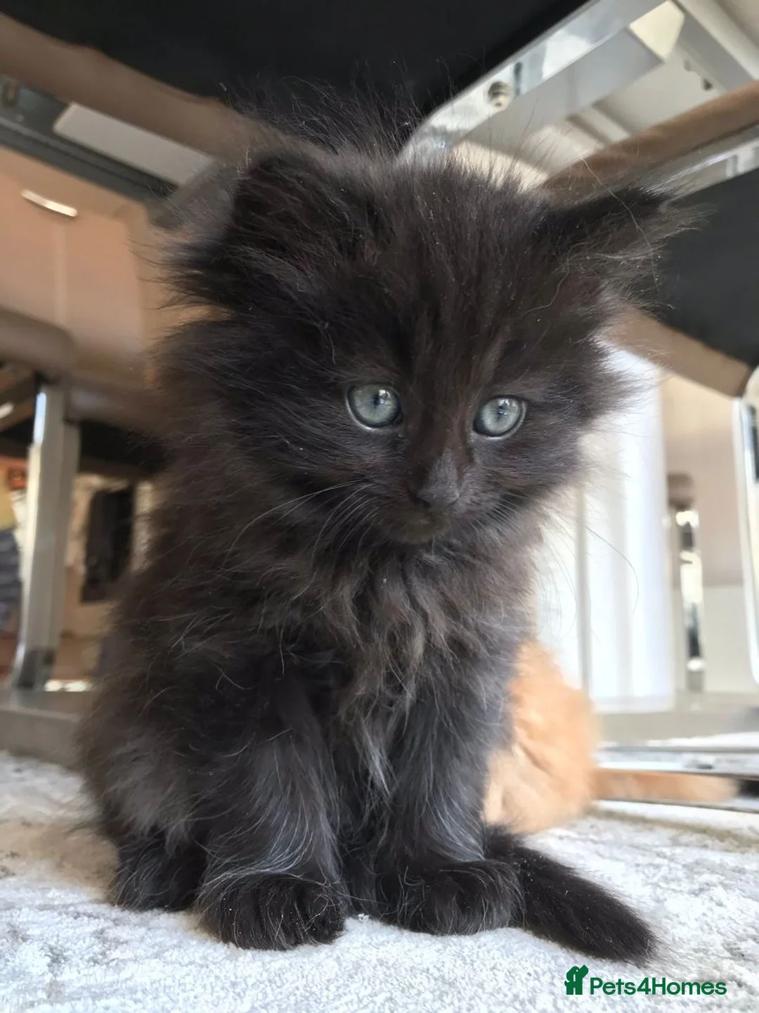 Maine Coon cats for sale: Kittens Ready to leave - Advert 4
