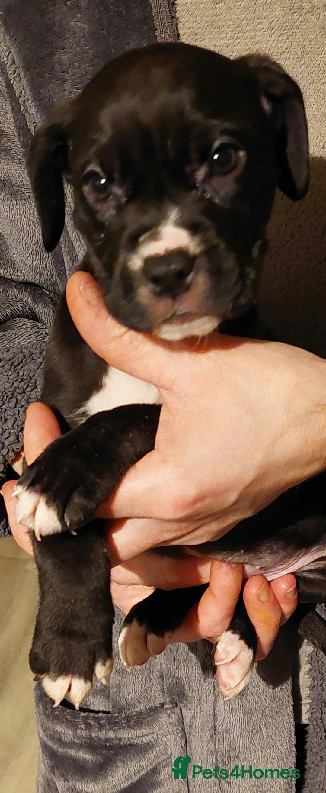 Mixed Breed dogs for sale: Cane Corso cross American bulldog puppy's  - Advert 5