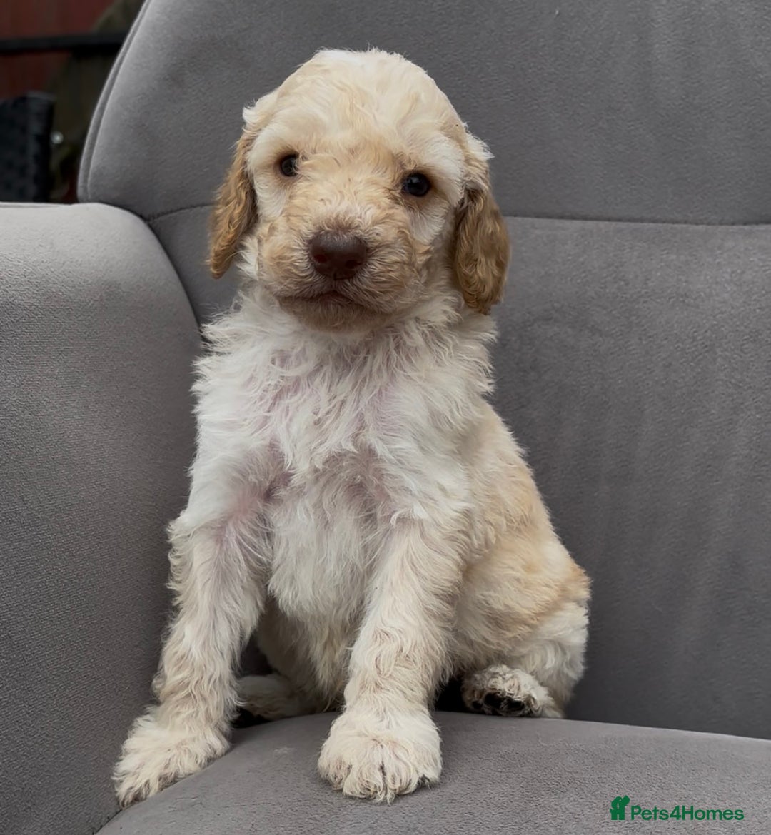Cockapoo dogs for sale: stunning cockapoo puppies  - Image 15