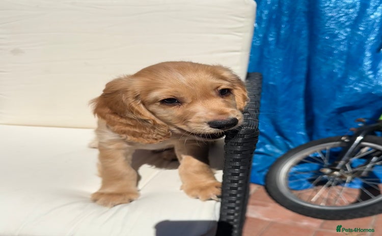 Cocker Spaniel dogs - Advert 11