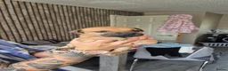 American Bull Staffy dogs for sale: Staffy x litter of 16 some have goneplease inquire - Advert 28