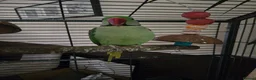 Parrots birds for sale: Beautiful alexandrine male parrot 🦜  in Birmingham - Advert 1