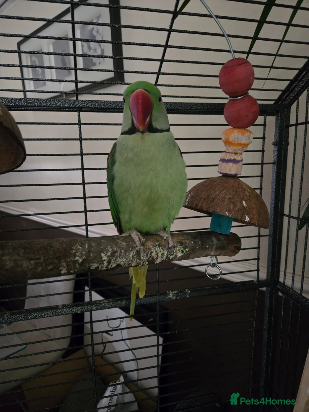 Parrots birds for sale: Beautiful alexandrine male parrot 🦜  in Birmingham - Advert 1