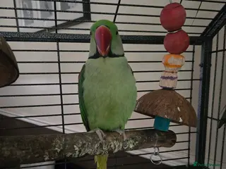 Parrots birds Beautiful alexandrine male parrot 🦜 - Advert 1