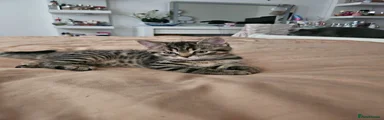 Mini exotic leopard