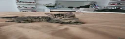 Bengal cats for sale: Bengal x British Shorthair  - Advert 31