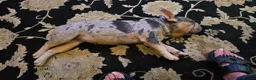 French Bulldog dogs for sale: FRENCH BULLDOG  - Advert 5