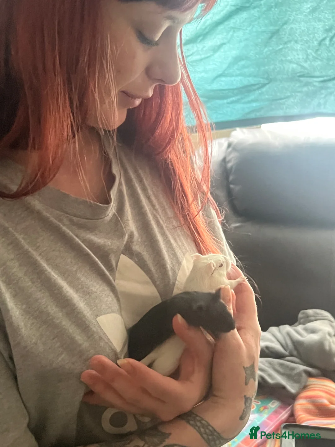 Gerbil rodents for sale: 2 female Mongolian Gerbils 10 weeks - Advert 2