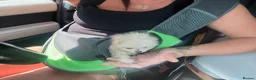 Pomeranian dogs for sale:  **  Pomeranian puppy in Swanley - Advert 21