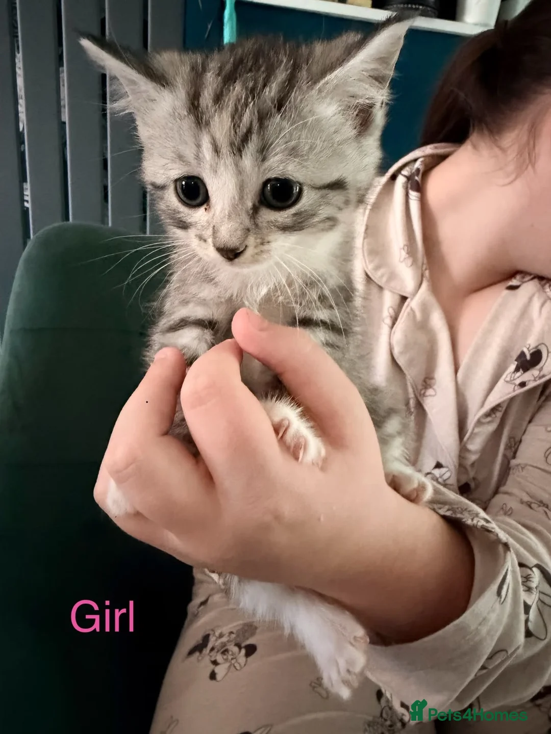 Ragdoll cats for sale: 🐱💕 BEAUTIFUL RAGDOLL CROSS KITTENS FOR SALE 💕🐱 - Advert 1