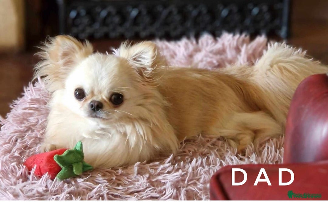 Chihuahua dogs for sale: KC qulity LC cream/white chihuahua puppies  - Image 15