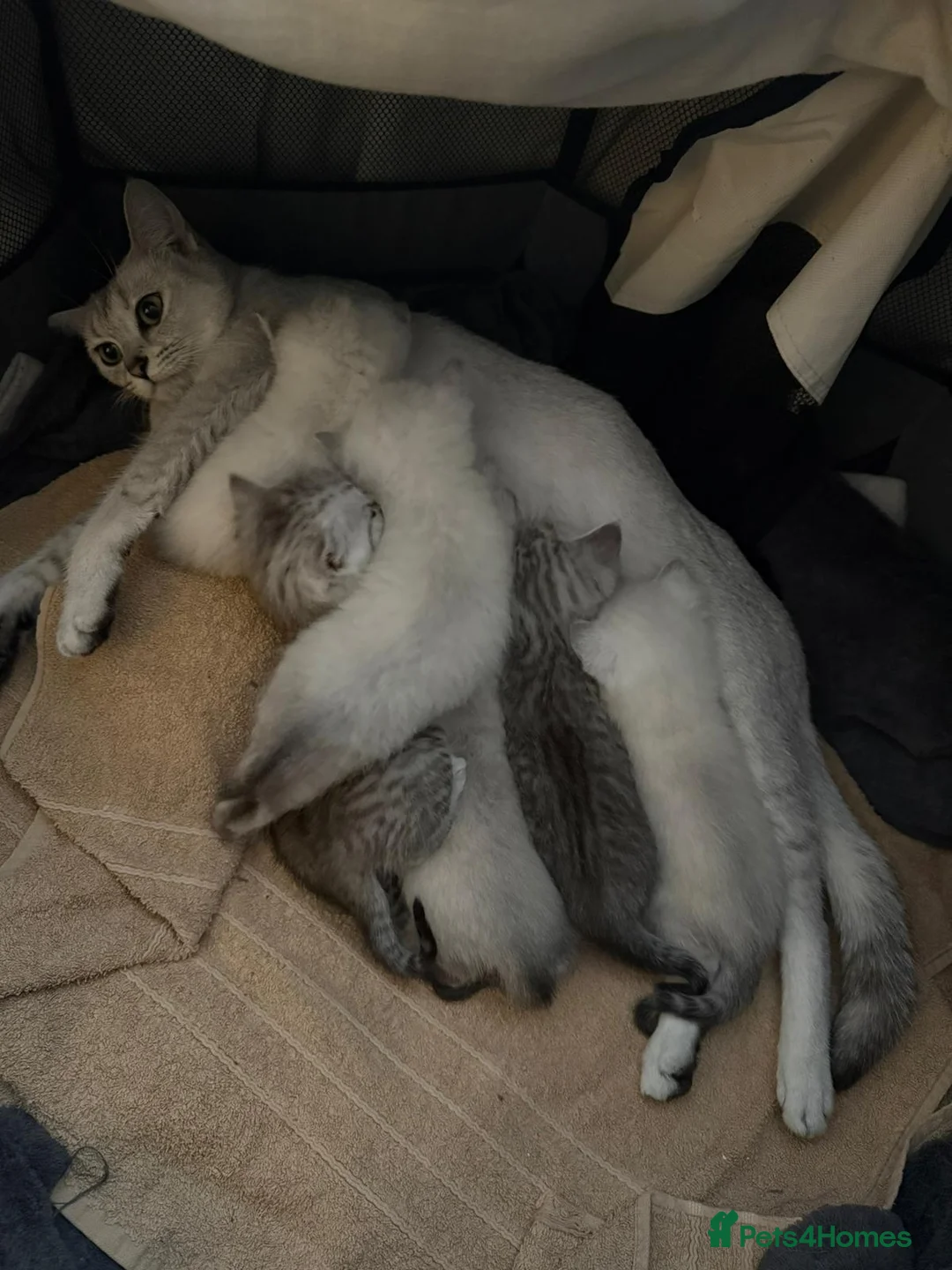 British Shorthair cats for sale: BSH 🩷🩵 READY to RESERVE  - Advert 10