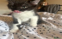 Domestic Shorthair cats for sale: BEAUTIFUL KITTENS FOR SALE, READY TO GO 29th AUG - Image 5