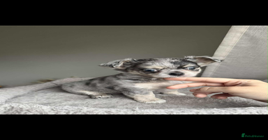 Chihuahua dogs - Advert 6