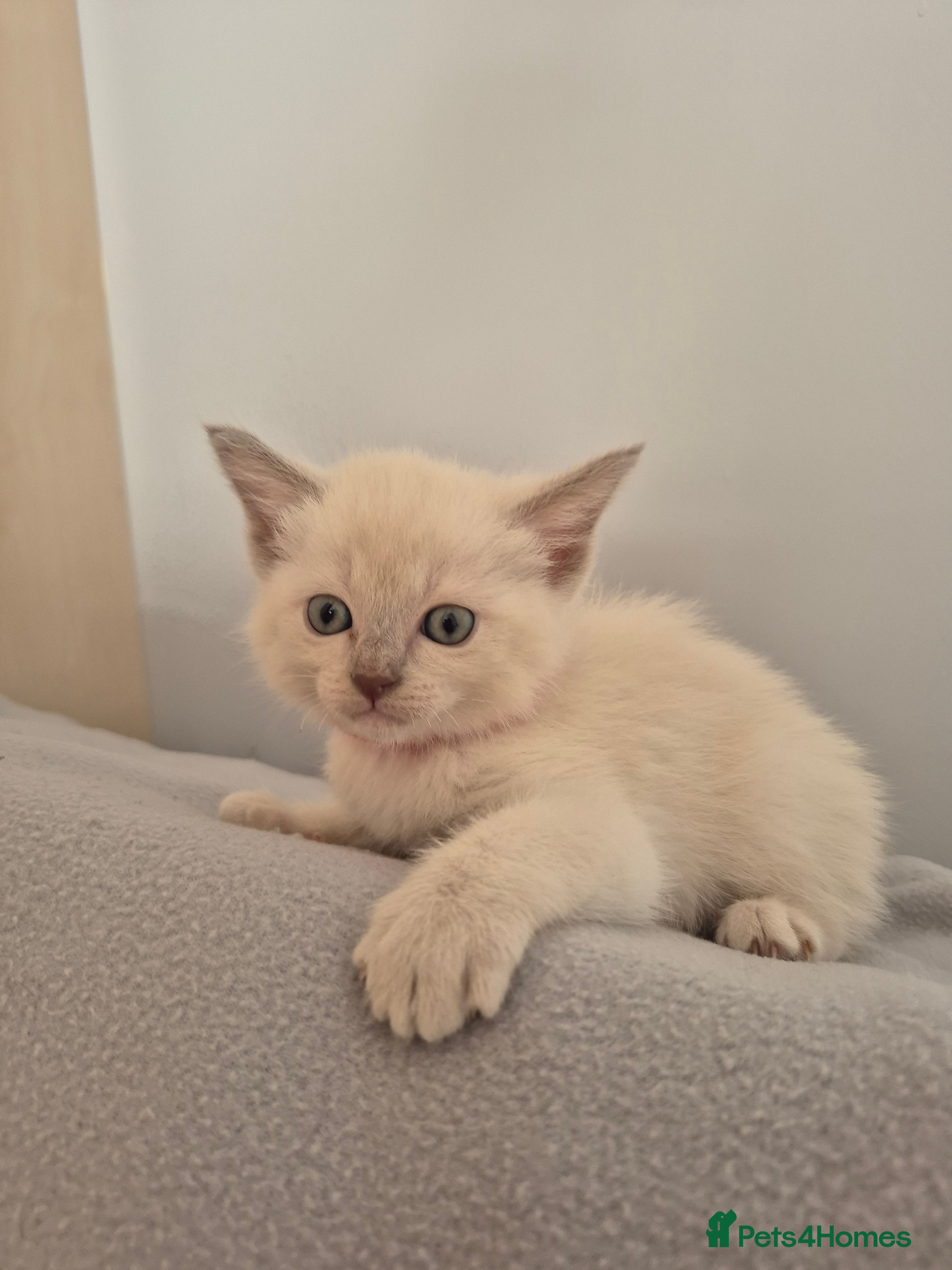 Mixed Breed cats Lovely Tonkinese 2 females left - Advert 17