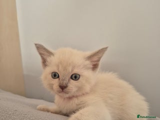 Mixed Breed cats Lovely Tonkinese 2 females left - Advert 1