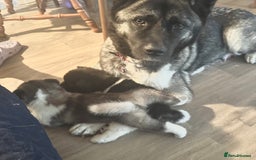 Akita dogs for sale: Quality Family Raised American Akita Puppies - Image 11