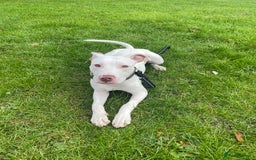 Mixed Breed dogs for sale: Stunning White Male - Image 7