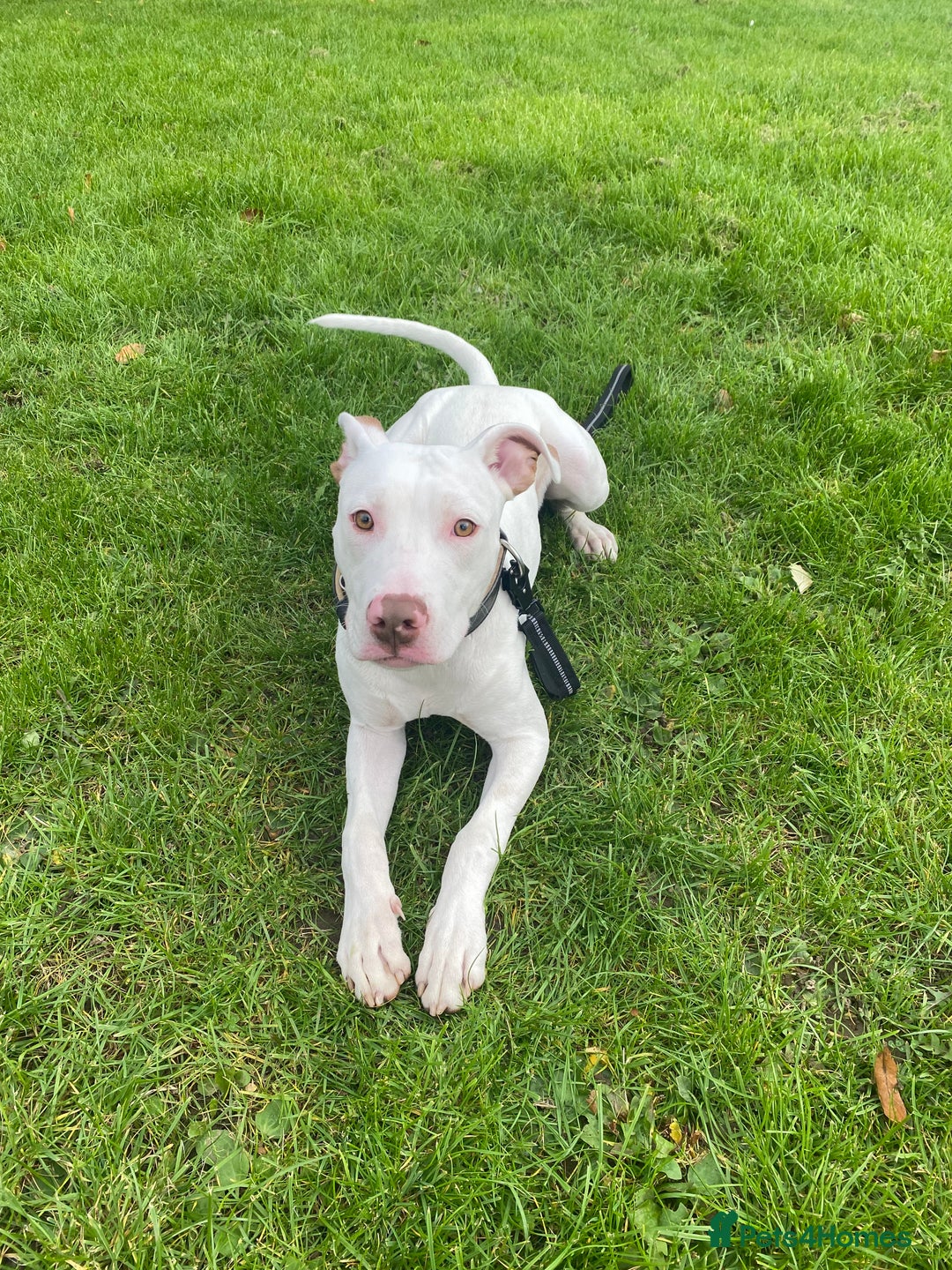 Mixed Breed dogs for sale: Stunning White Male - Image 7