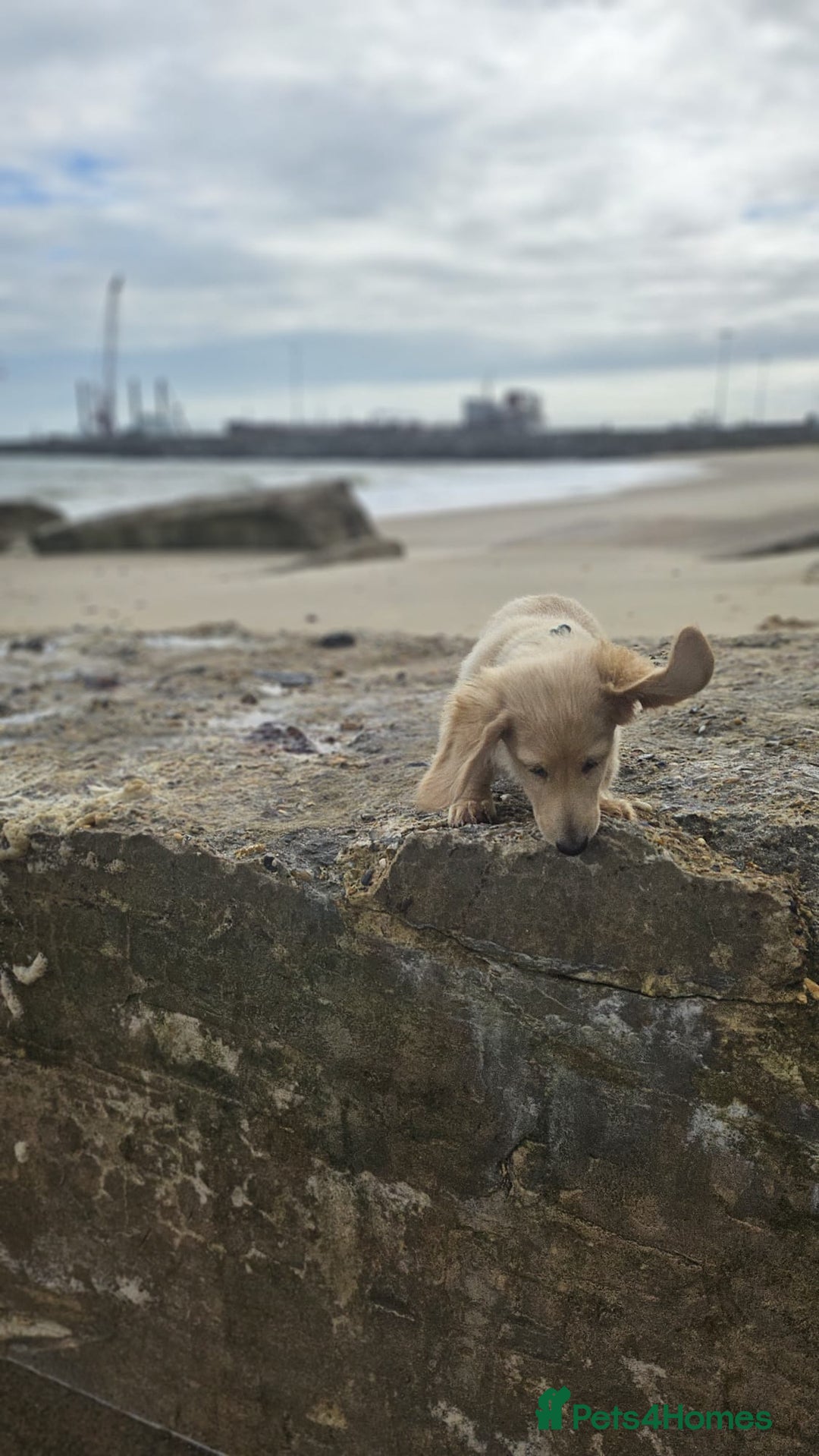 Dachshund dogs for sale: Cream boy and girl Miniature dachshund - Image 6