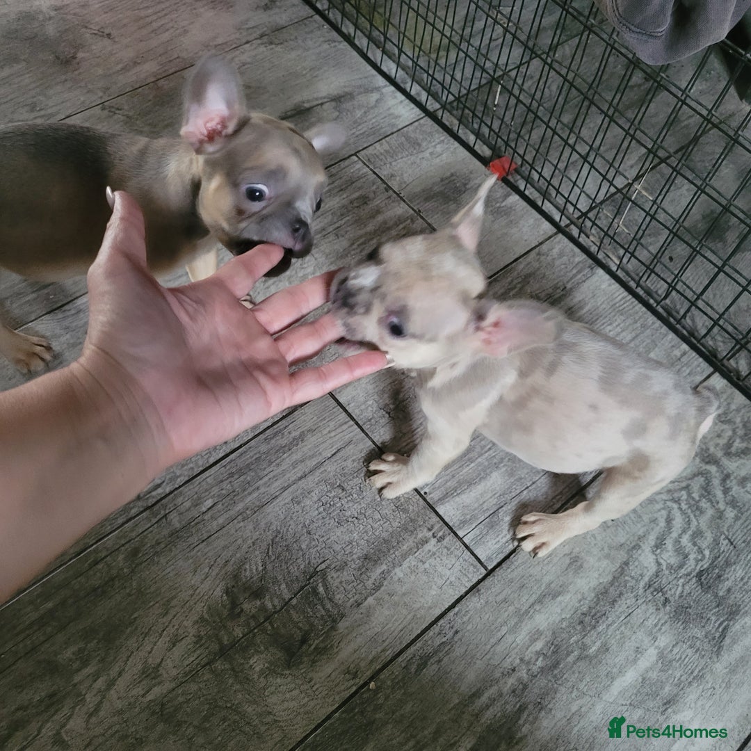 French Bulldog dogs for sale: Frenchy  - Image 9