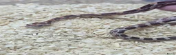 Corn Snake reptiles for sale: Corn snake  in Leicester - Advert 20