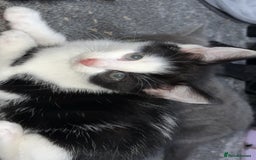 Ragdoll cats for sale: Half ragdoll kitten (female) - Image 3