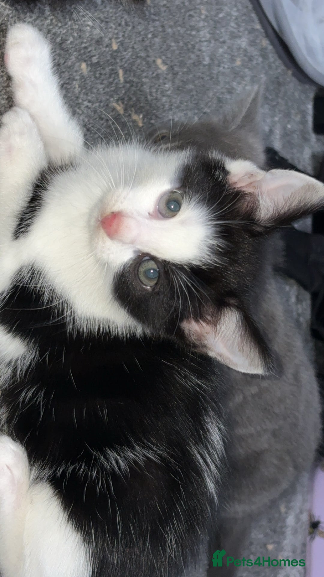 Ragdoll cats for sale: Half ragdoll kitten (female) - Image 3