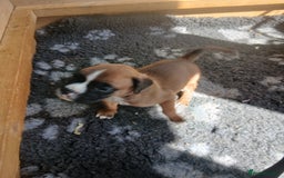 Boxer dogs for sale: Stunning kc registered boxer pups - Image 15