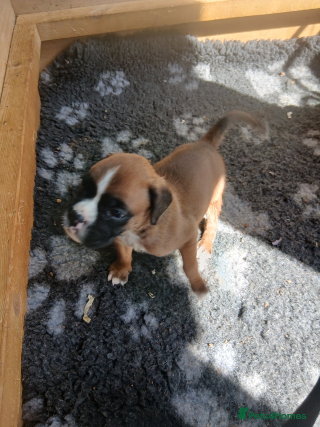 Boxer dogs for sale: Stunning kc registered boxer pups - Image 15