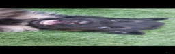 German Shepherd dogs for sale: German Shepherd Puppies  - Advert 23