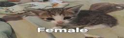British Shorthair cats for sale: kittens for sale now £225 - Advert 8