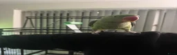 Parrots birds for sale: Tame Young Female Alexandrine - Advert 6