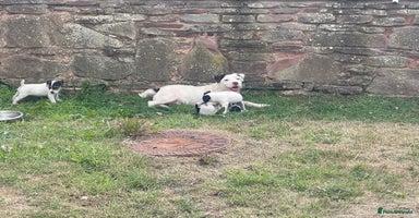 Jack Russell dogs - Advert 8