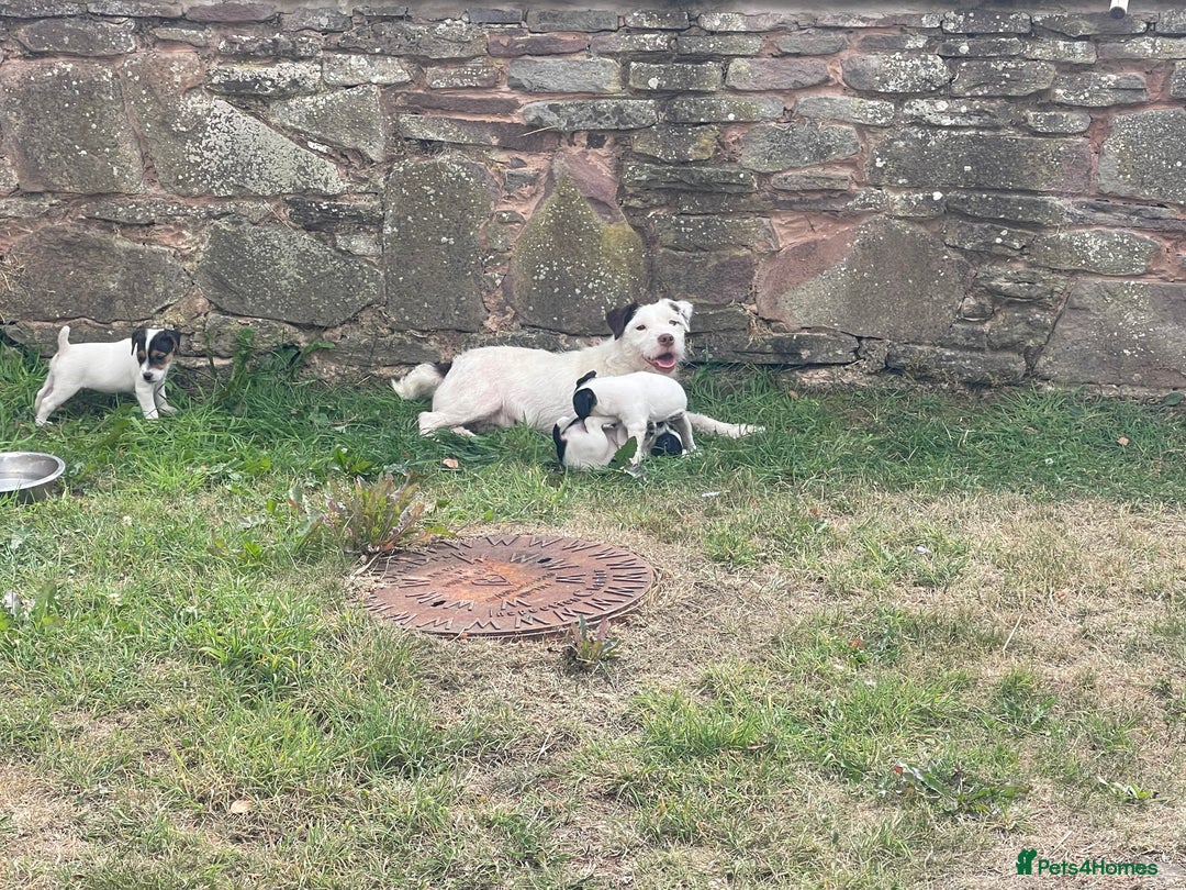 Jack Russell dogs for sale: Jack Russell puppies  - Image 2