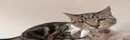 Bengal cats for sale: Bengal x BSH kitten  in Wigan - Advert 4